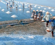  Vietnam's Traditional Salt Industry Faces Challenges in Pursuit of Development